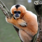 Gibbon