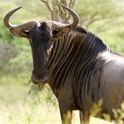 Wildebeest