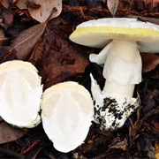 Amanita Vernicoccora