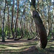 The Crooked Forest, Poland