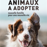 Animaux À Adopter : Nouvelle Famille Pour Une Nouvelle Vie