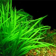 Narrow Leaf Sagittaria Subulata