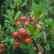 Bushveld Bluebush (Diospyros Lycioides)