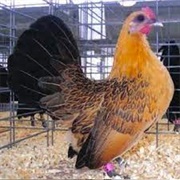 Ginger Red OEG Bantam