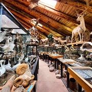 Shoshone Bird Museum of Natural History