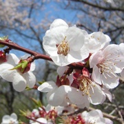 Manchurian Apricot (Prunus Mandshurica)