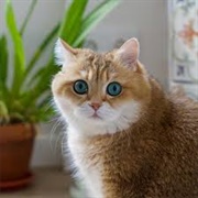 Hosico