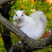 Leucistic Grey Squirrel