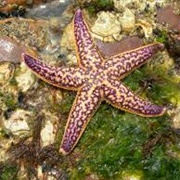 Northern Pacific Seastar