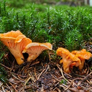 Chanterelles Mushroom
