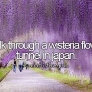 Walk Through a Wisteria Flower Tunnel in Japan