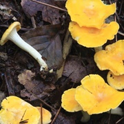 Japanese Golden Chanterelle (Cantharellus Anzutake)