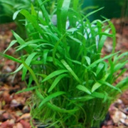 Broad Leaf Chain Sword