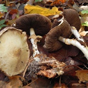 Abruptly-Bulbous Agaricus (Agaricus Abruptibulbus)