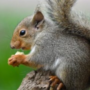 Japanese Squirrel