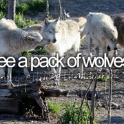 See a Pack of Wolves