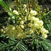 Black Wattle