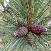 Pine Tree  (Sahih Al-Bukhari)
