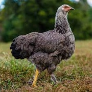 Dark Brahma Bantam