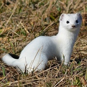 Stoat