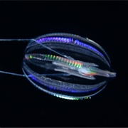 Comb Jelly