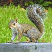 Grey Squirrel