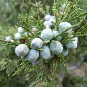 Greek Juniper (Juniperus Excelsa)