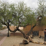 Wickenburg Jail Tree