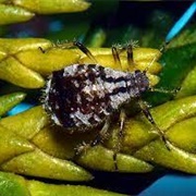 Cypress Aphid