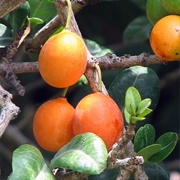 African Mangosteen (Garcinia Livingstonei)