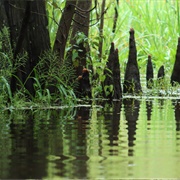 Big Thicket National Preserve