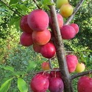 Russian Plum (Prunus × Rossica)
