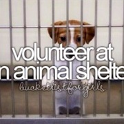 Volunteer at Animal Shelter