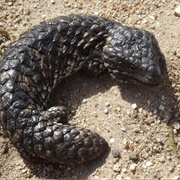 Shingleback