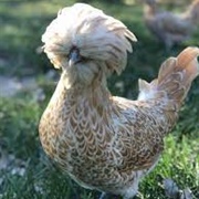 Buff Laced Polish Bantam