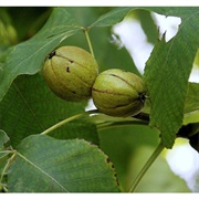 Shellbark Hickory (Carya Laciniosa)