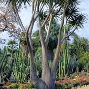 Aloe Vera  (Sahih Albukhari).