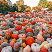 Ludwigsburg Pumpkin Festival