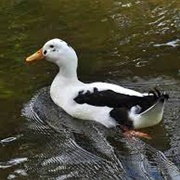 Ancona Duck