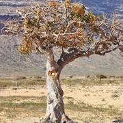 Balsamodendron/ Myrrh Tree ( Al-Mustadrak Ala Al-Sahihayn).