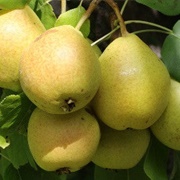 Ussurian Pear (Pyrus Ussuriensis)