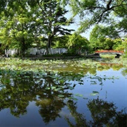 Ponds at Tsurugaoka Hachimangu Shrine, Kamakura