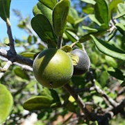 Texas Persimmon (Diospyros Texana)