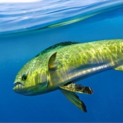 Mahi Mahi