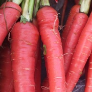 Atomic Red Carrot