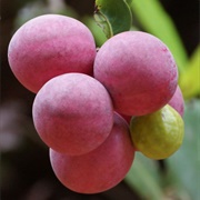 Icaco Fruit