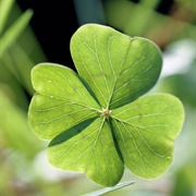 Four-Leaf Clover