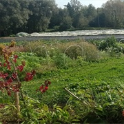 Fleurakker CSA / Bloemenplukweide, Jette