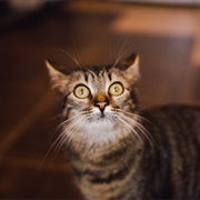 Startled by a Cat