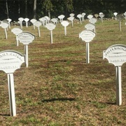 Harvard Shaker Lollipop Graveyard